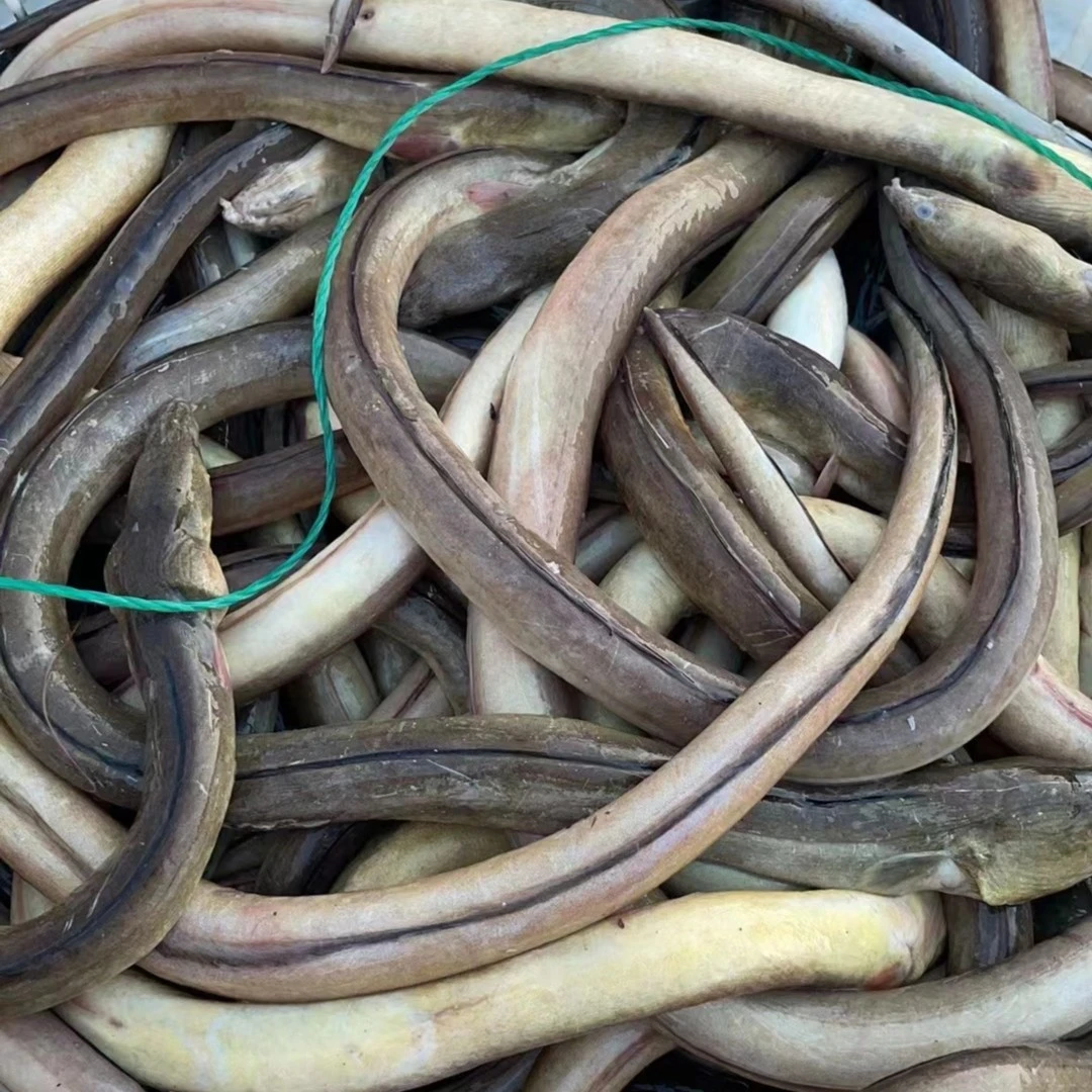 福建海鲜 野生油骨川海鱼鱼骨川