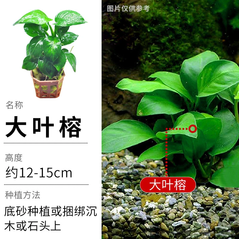 【新粉福利】水榕水草懒人草无需种植鱼缸造景水草净化养护新手