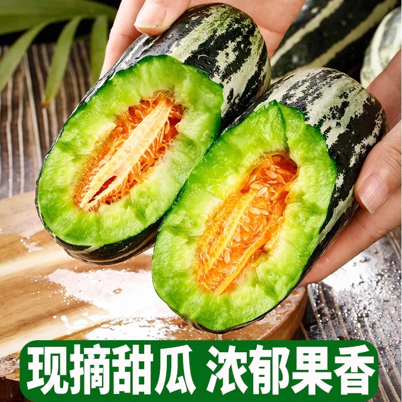 2024年头茬博洋9号甜瓜脆嫩小蜜罐酥脆甜蜜新鲜羊角蜜自然种植