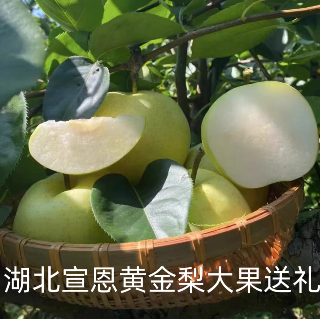 自家果园无农残湖北宣恩黄金梨9-10斤装送礼18个新水果原产地发货