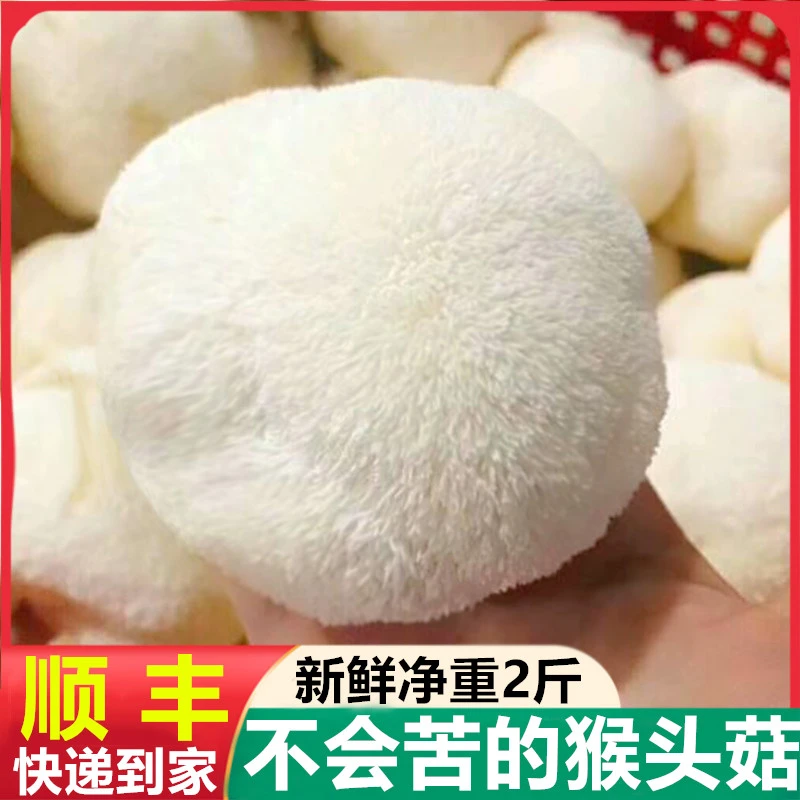 【冷链直发】新鲜猴头菇2斤头茬古田特产猴菇煲汤现采现发顺丰发货