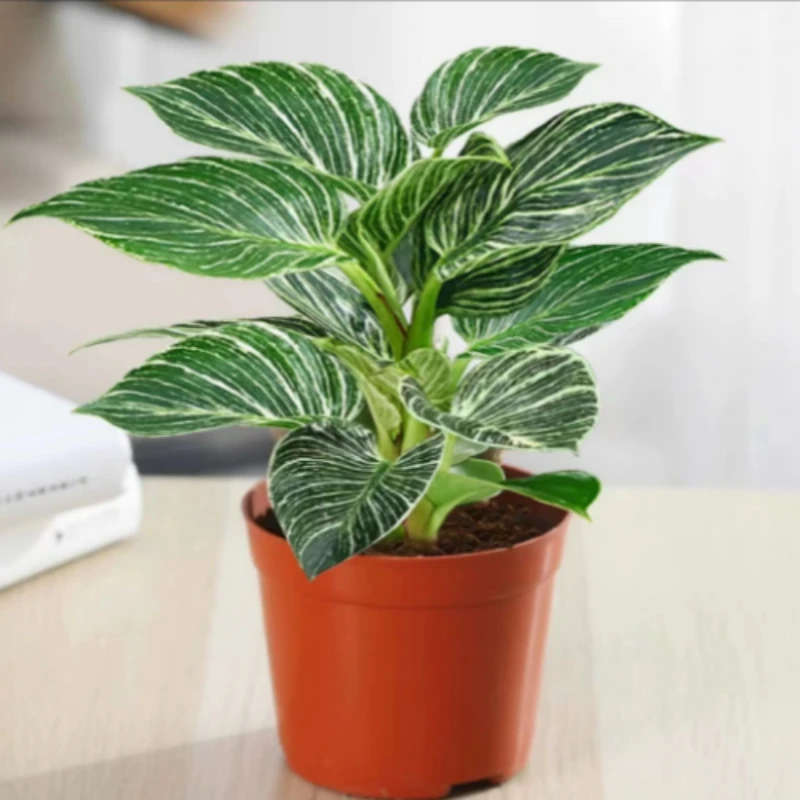 铂金钻水培植物室内绿植净化空气办公室桌面吸甲醛花卉盆栽