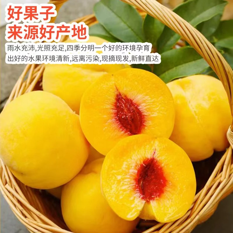 锦绣黄桃5斤装新鲜水果当季9斤大桃子整箱应季黄肉脆蜜桃发顺丰