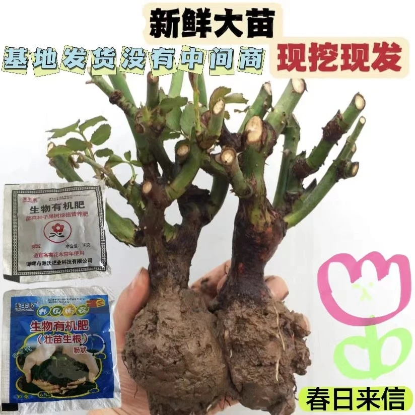 【云南玫瑰花苗老桩花卉】庭院阳台盆栽地栽 四季开花种植简单
