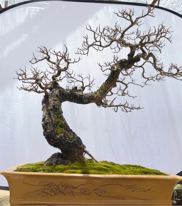 云南红芽清香木封面是修剪后