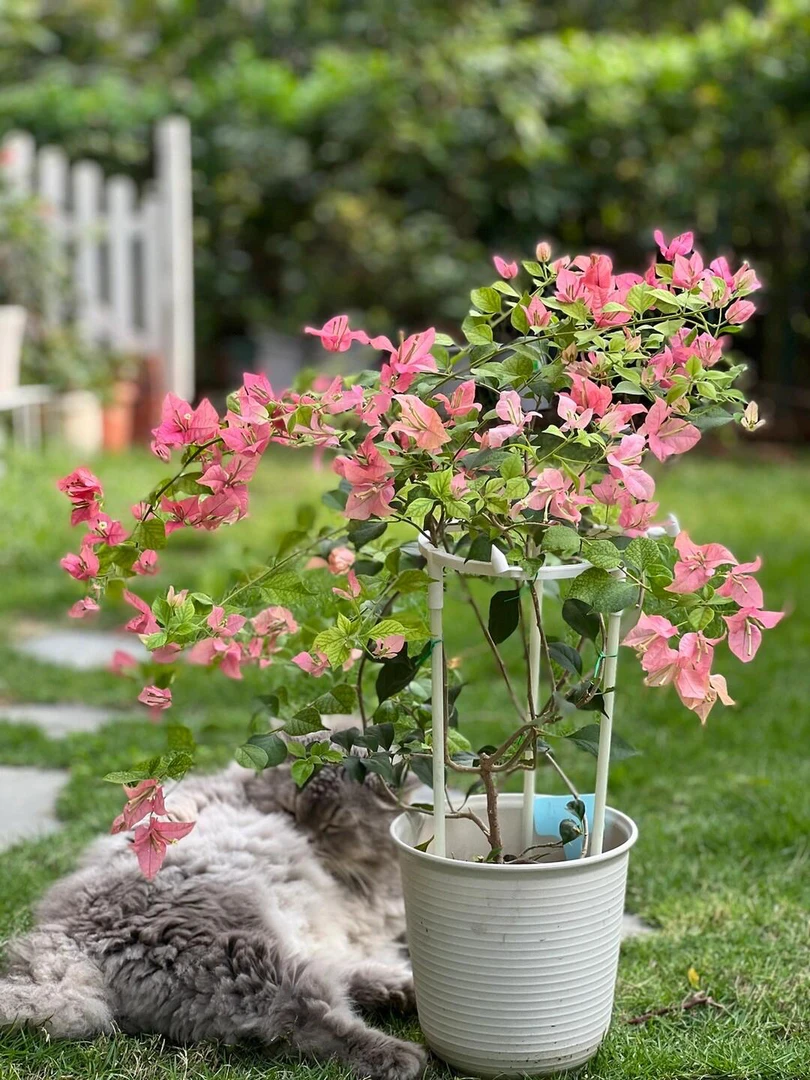 三角梅红丝绒布理扎四季勤花《一物一拍》