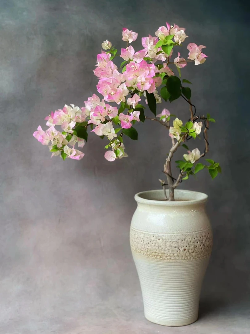 三角梅勤花绿樱（一物一拍）