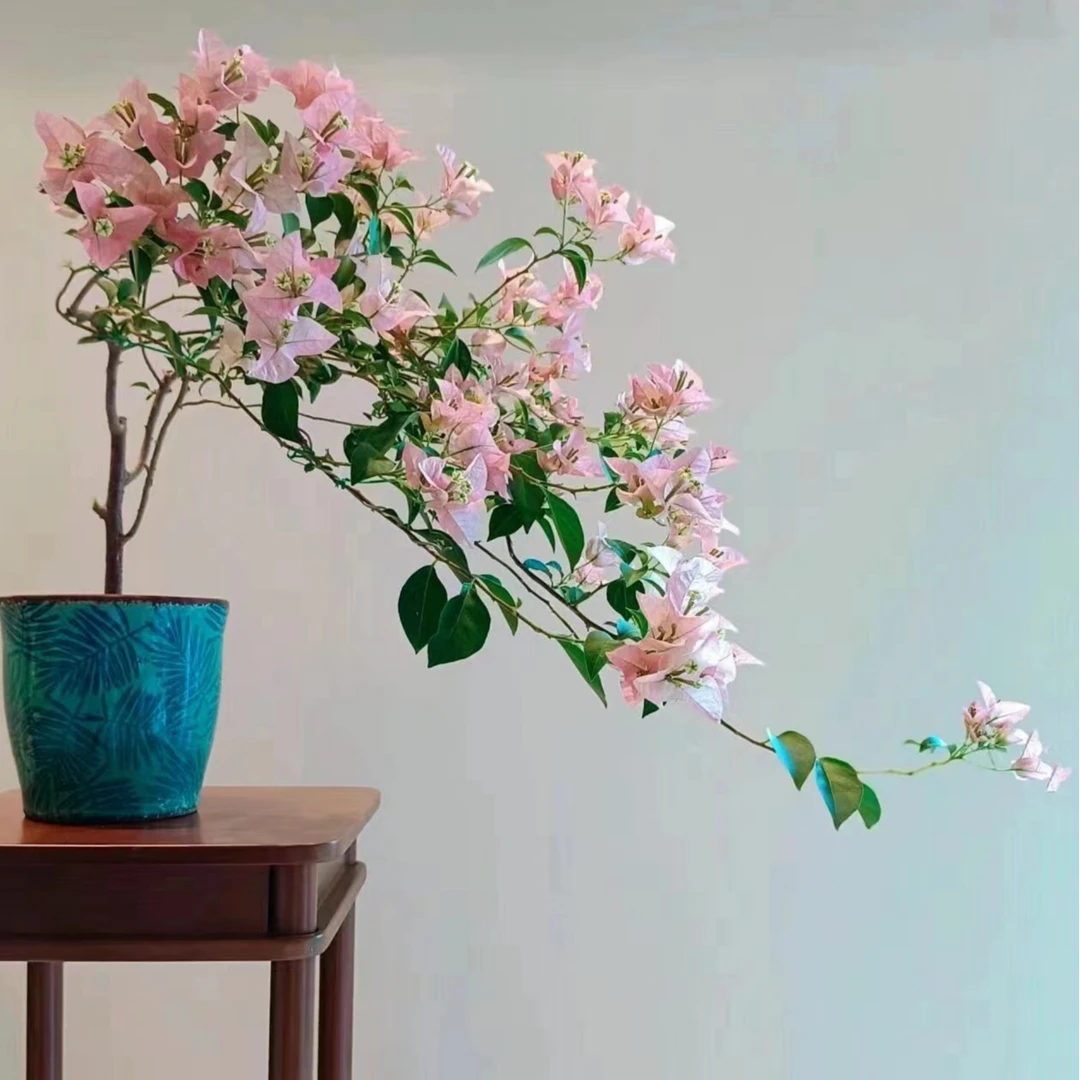 三角梅卡亚塔（一物一拍）