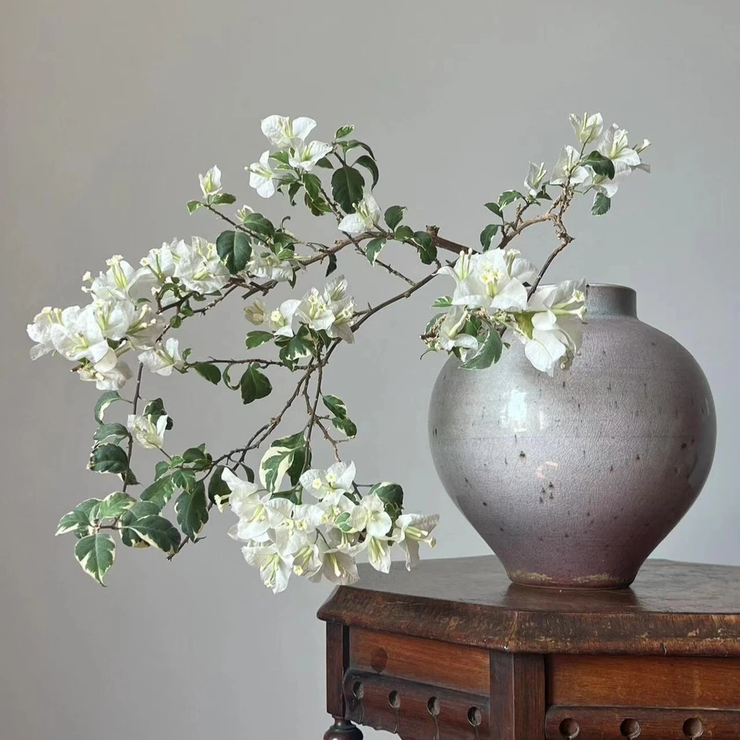 三角梅银边白四季勤花（一物一拍）