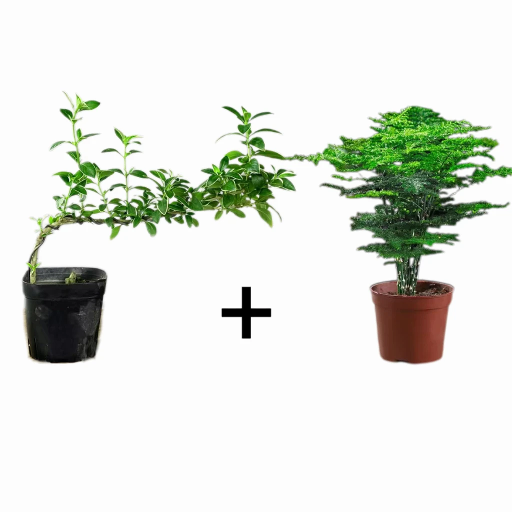 【2盆装】悬崖六月雪文竹盆景花卉植物室内好养桌面绿植四季常青