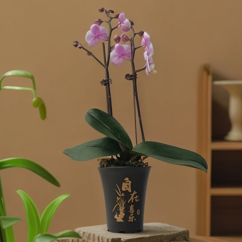 小梅花蝴蝶兰盆栽桌面网红绿植1-2花剑年宵花兰中皇后好养花卉