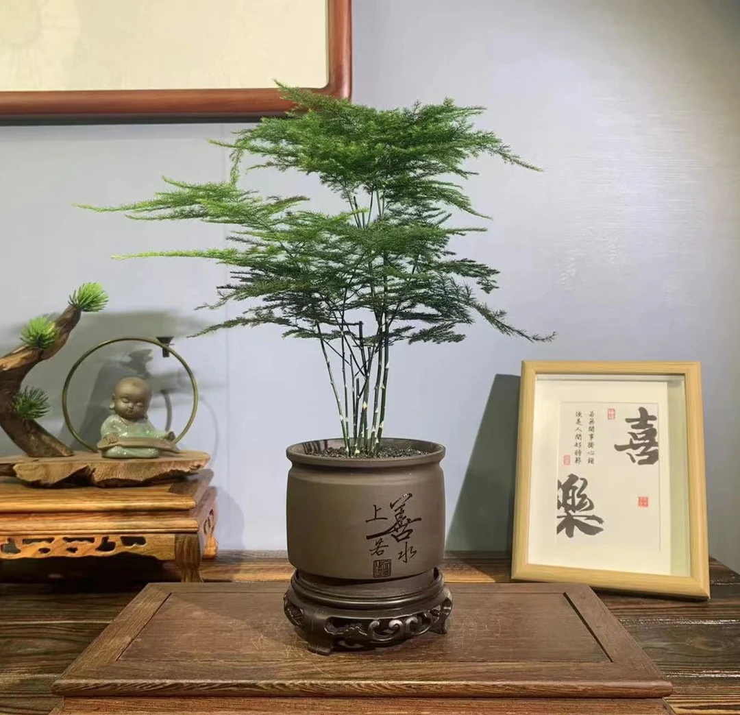 文竹盆景好养易活盆栽绿植室内土培植物文竹盆景代盆花卉四季常青