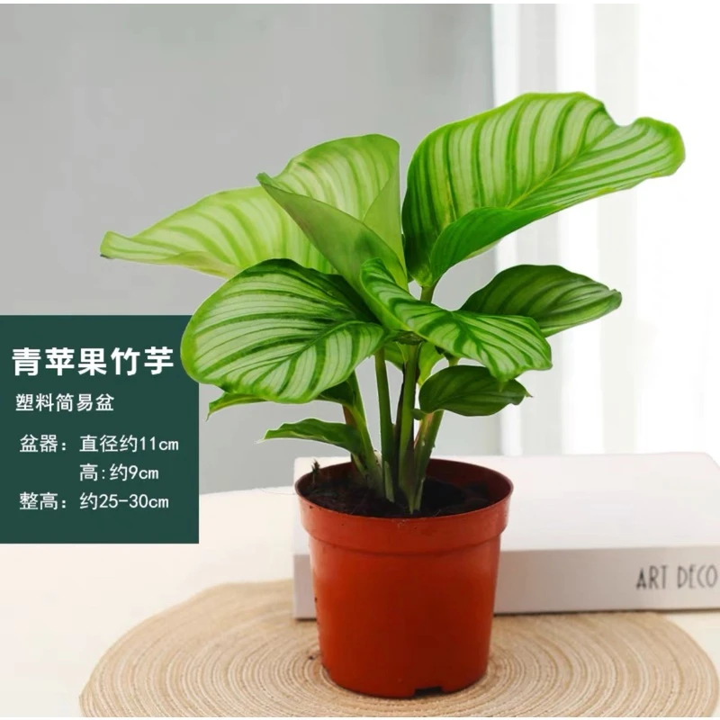 青苹果竹芋盆栽室内北欧风绿植办公室好养观叶植物净化空气绿植