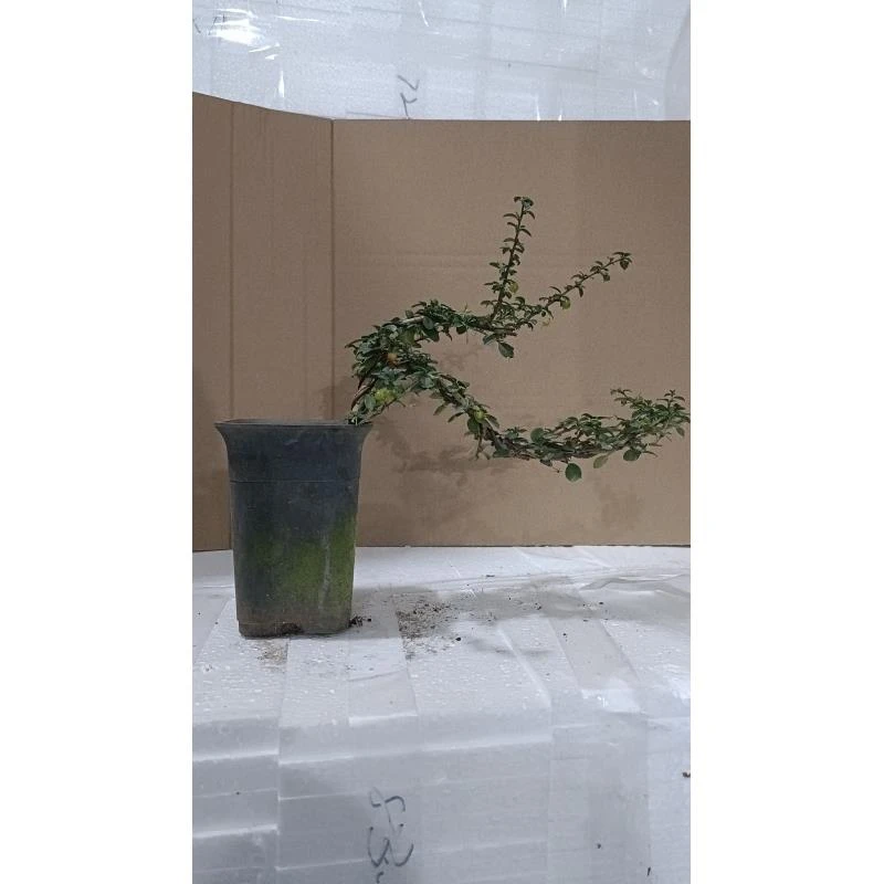 福建茶老桩盆栽造型好养室内盆景办公桌面植物中式禅意风玄关新款
