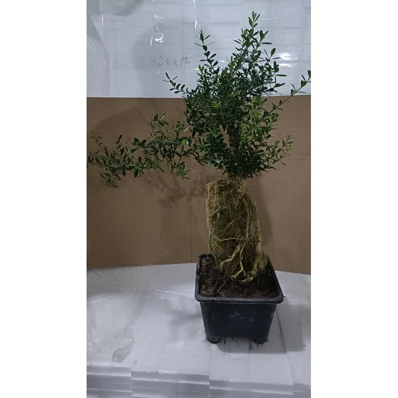 提根黄杨造型盆景提根悬崖款小叶雀舌黄杨绿植四季常青客厅庭院
