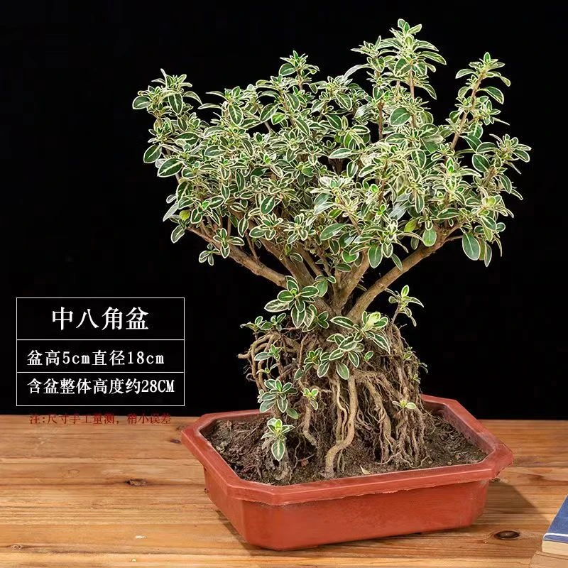 【提根金边六月雪】悬崖盆栽造型开花老桩禅意盆景桌面办公室植物
