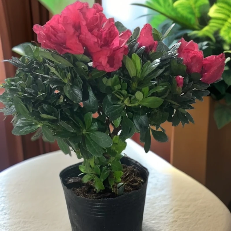 【杜鹃花】盆栽带花苞发老桩/室内外好养绿植/30-35cm高/3-5天浇水