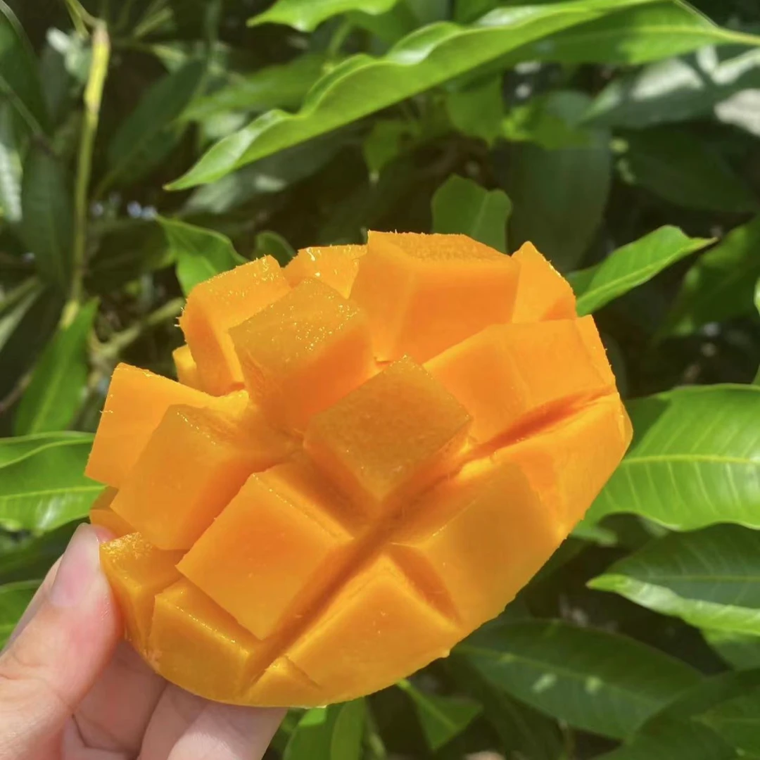 广西百色芒果三拼金煌芒贵妃芒台农芒当季新鲜A级水果整箱时令5斤