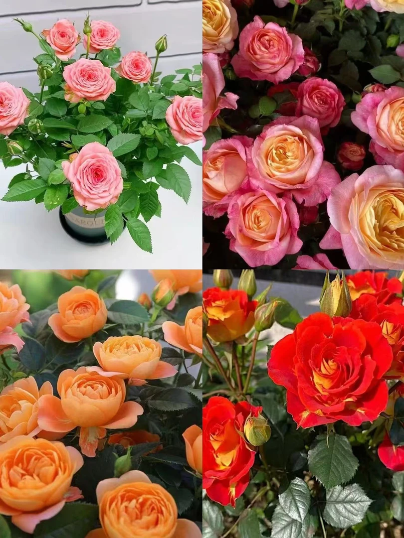 云南露天苗四季开花月季