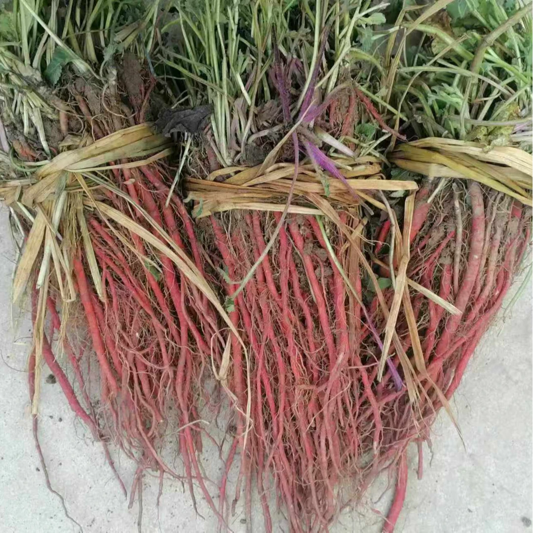 试种一分地种苗精品高产约500颗