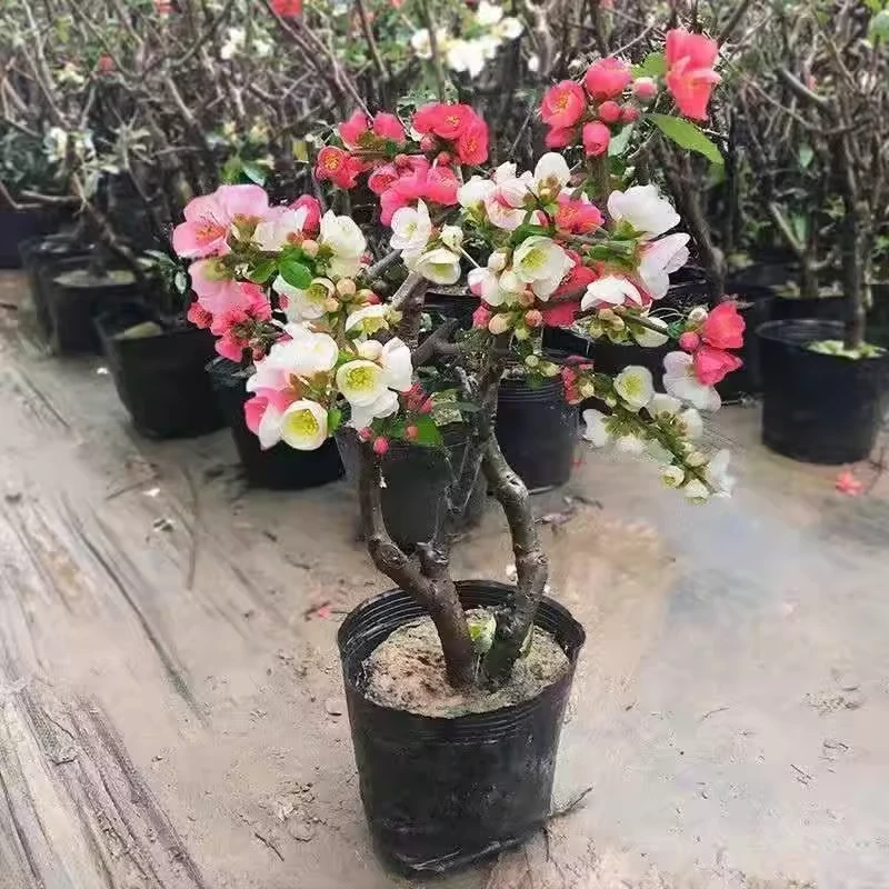 【东阳锦】名贵海棠品种复色海棠内外庭院造型盆景盆栽