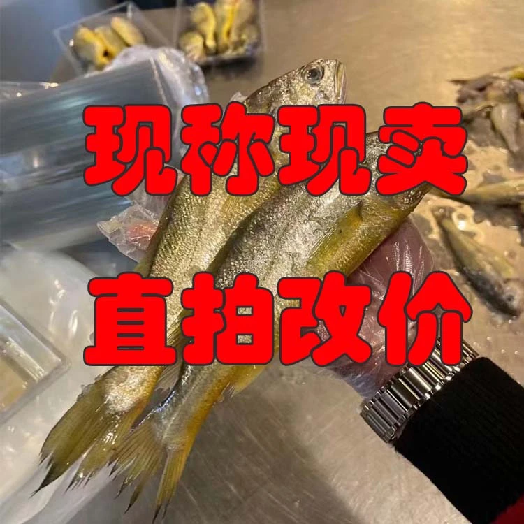 【直播现称】听清再拍斤只两规格 舟山带鱼 黄鱼大油带鲳鱼现场发货