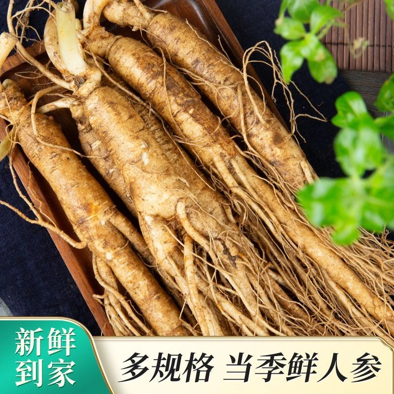 长白山抚远县鲜人参