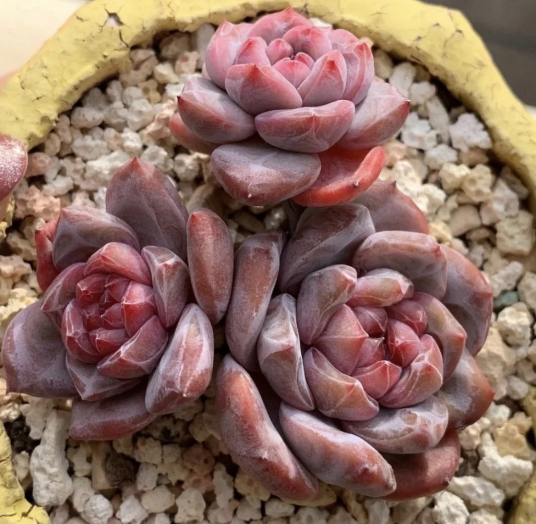 多肉植物 一物一拍