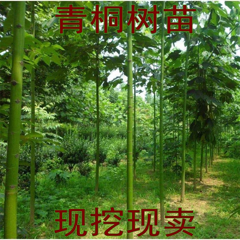 庭院种植南方北方种植梧桐青桐树耐寒抗旱品种