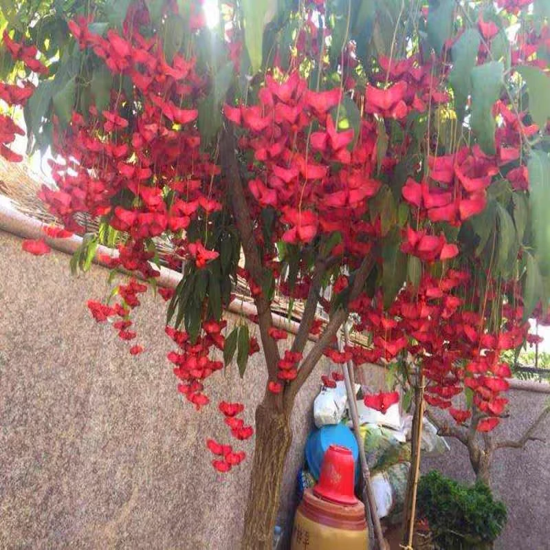 金丝吊蝴蝶花树苗高杆金丝吊蝴蝶盆栽地栽盆景观赏庭院阳台种植