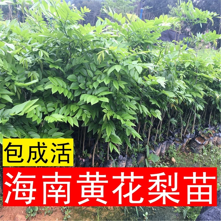 海南黄花梨树苗又叫降香黄檀木南方北方种植耐寒抗旱品种珍贵树苗