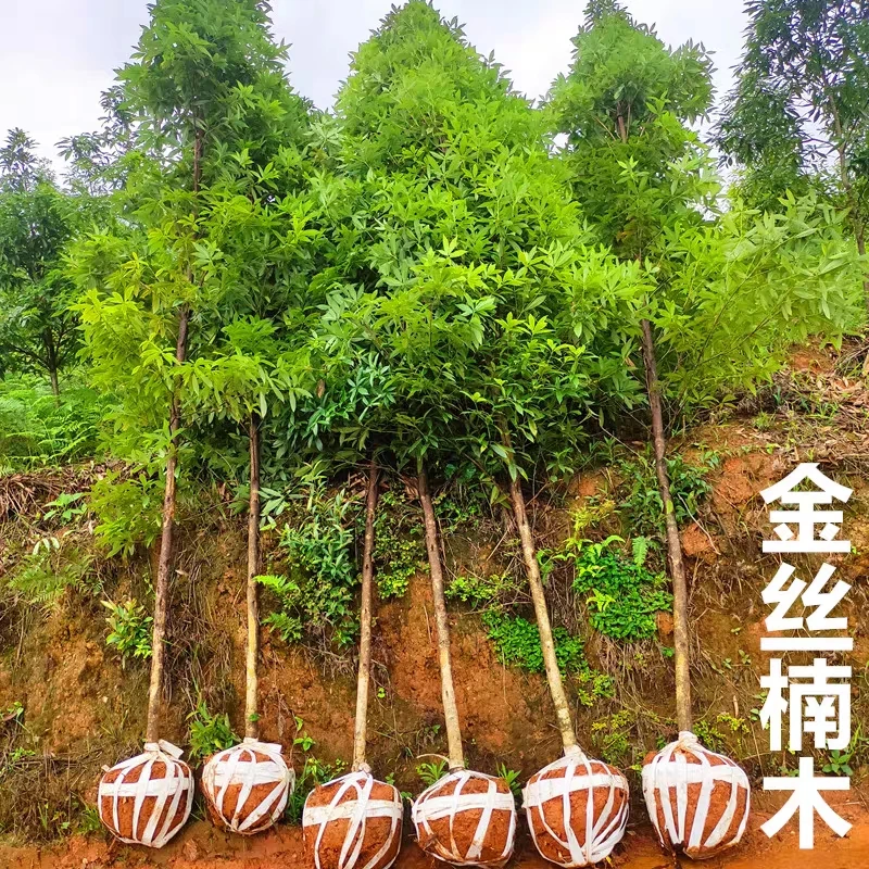 金丝楠木树苗小叶桢楠四川金丝楠木树苗庭院南方北方种植