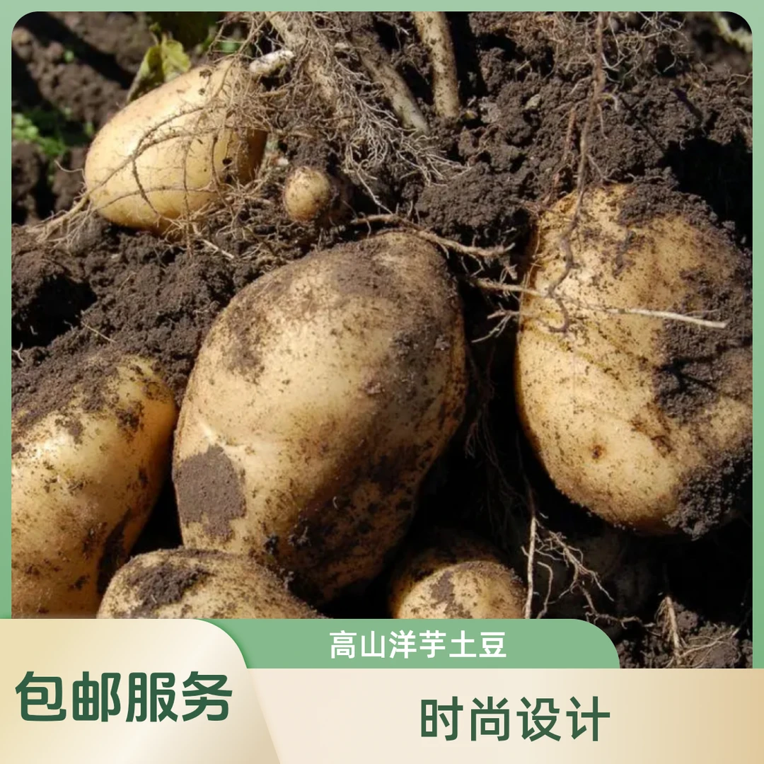 平武高山洋芋土豆5斤装包邮（中大果）