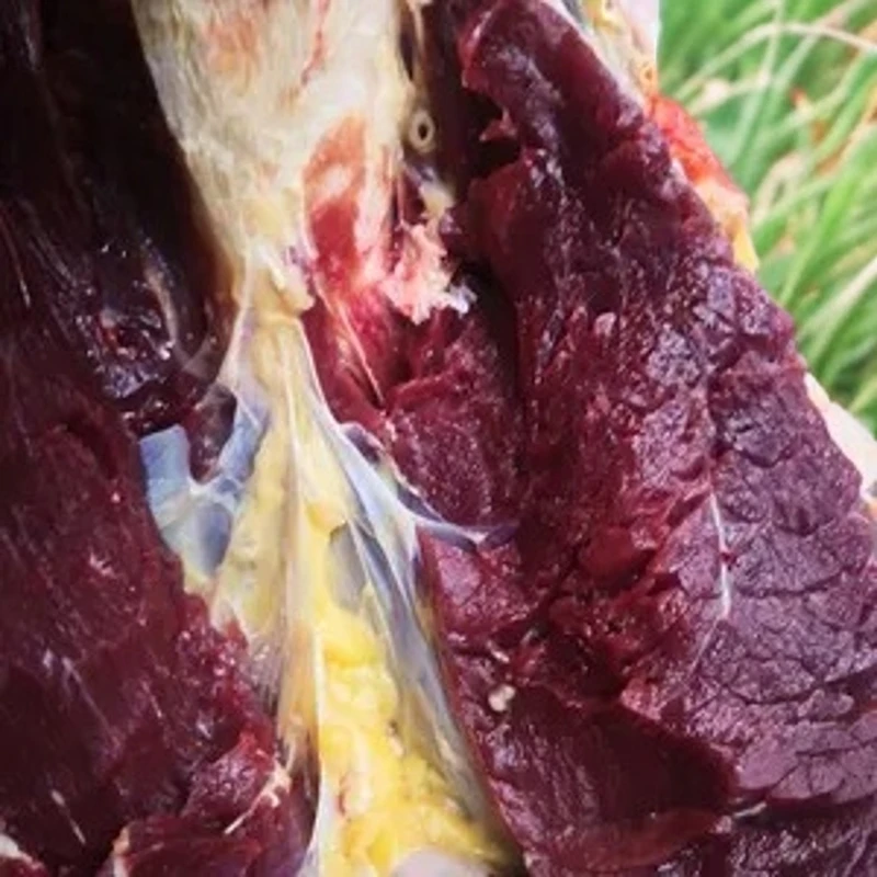 本地带皮黄牛肉贵州农户散养黄牛