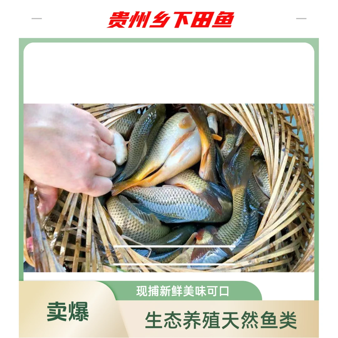 贵州稻花鱼田鱼黔东南乡下鱼
