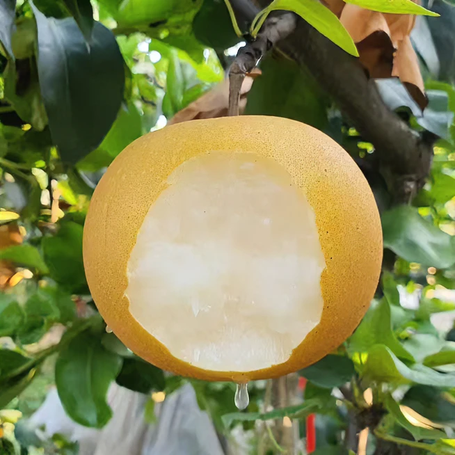 【顺丰】正宗秋月梨黄皮梨5/9斤净重新鲜现摘时令水果纯甜爆汁