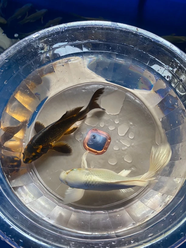 拾肆观赏鱼  蝴蝶鲤活体饲养 包邮包活