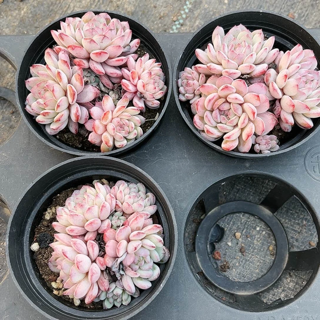 鲁冰花 30包邮 脱土发货