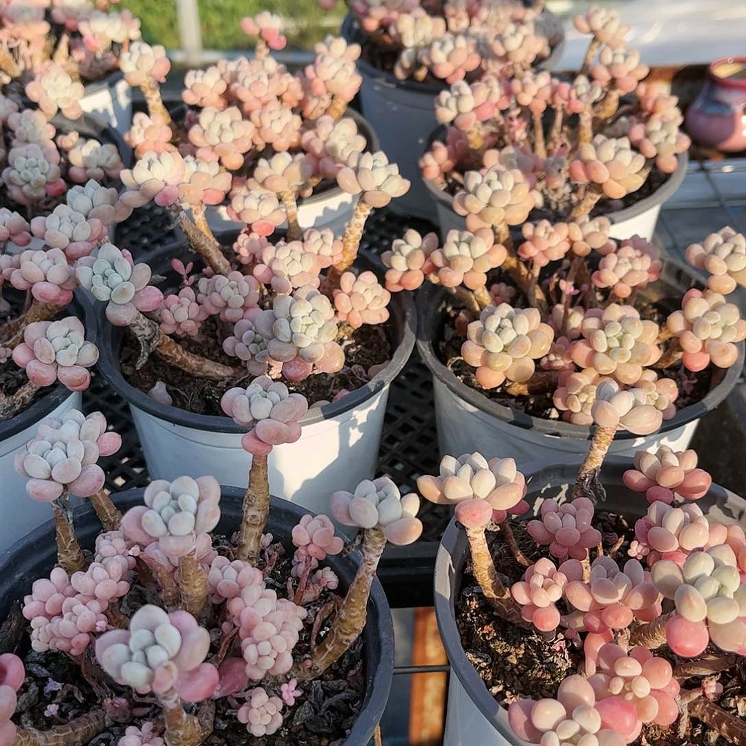 精控鱼子酱群 30包邮脱土发货