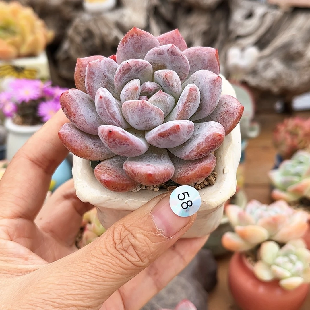 58 多肉含盆含土发货