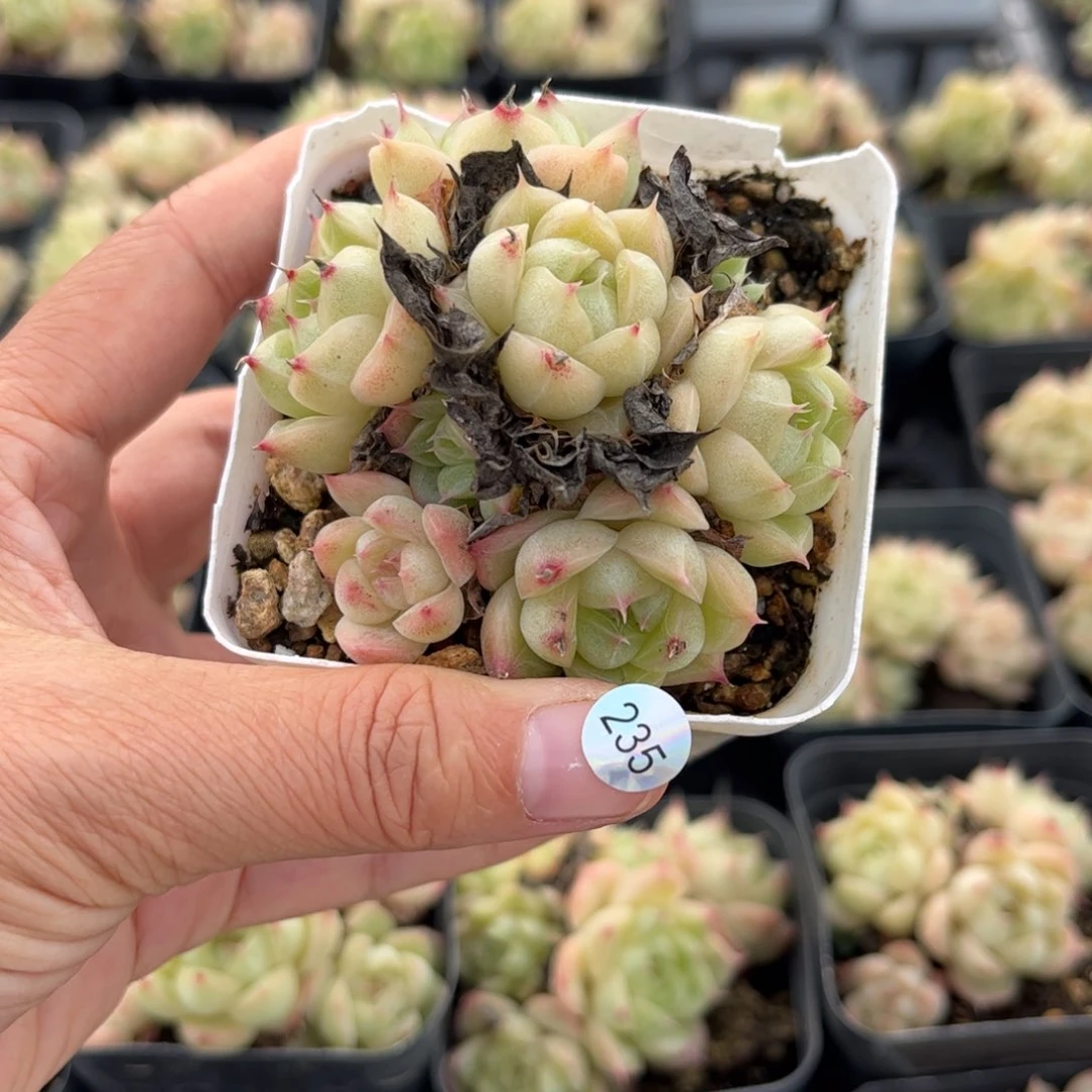 红**儿多肉脱土不包整