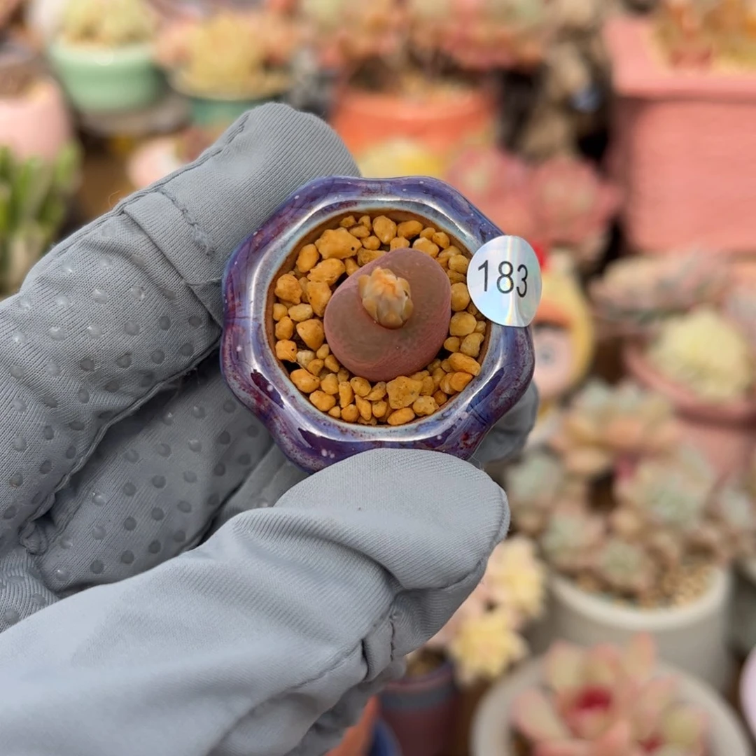 183 多肉含盆含土发货满30元包邮