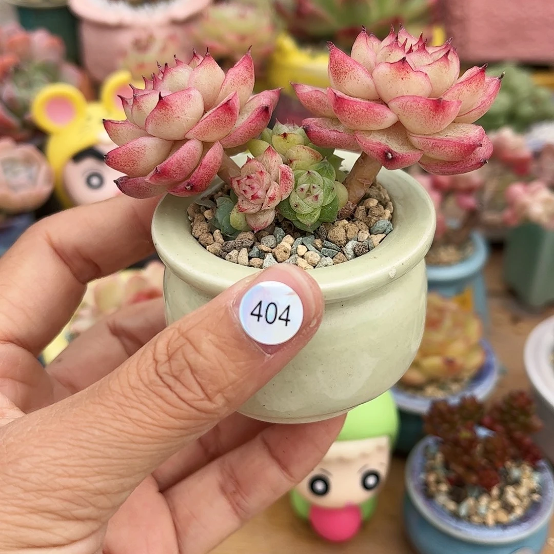 L**y404 多肉含盆含土满30元包邮除偏远