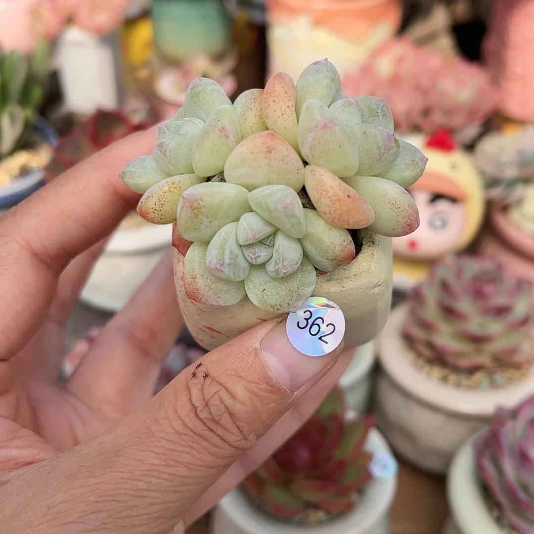 362 多肉含盆含土满30元包邮