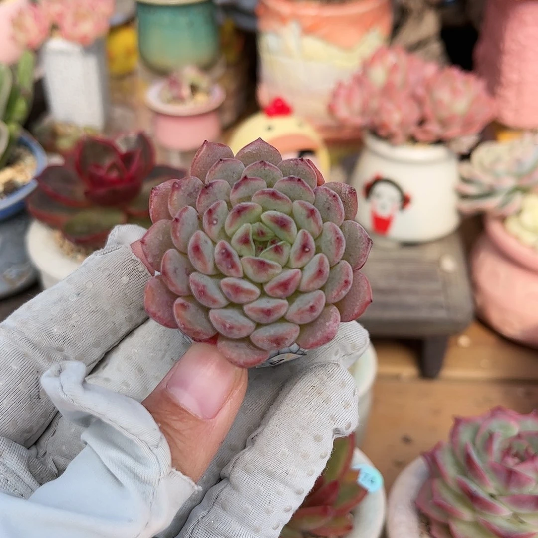 薰****?482 多肉含盆含土满30元包邮