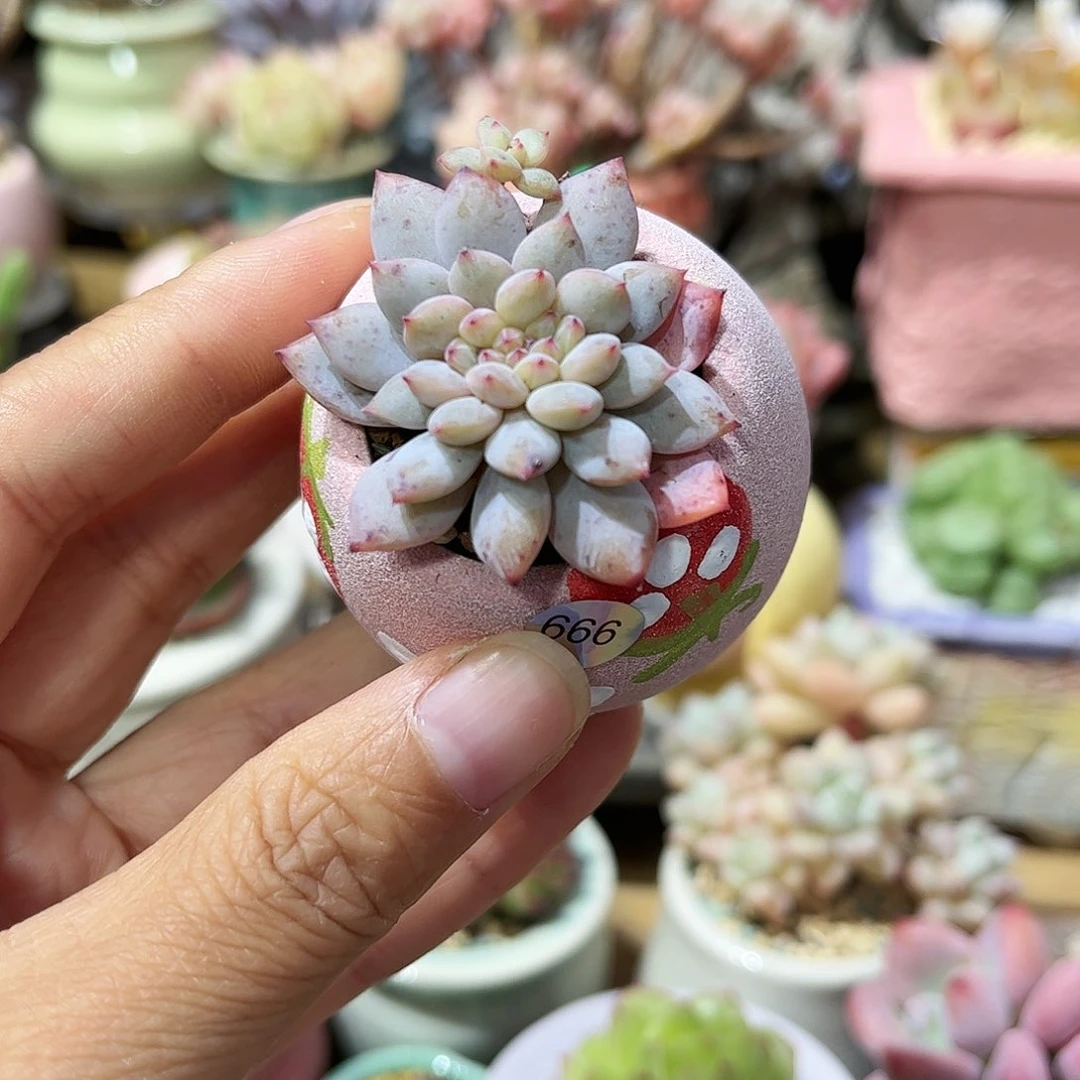 666 多肉含盆含土满30元包邮