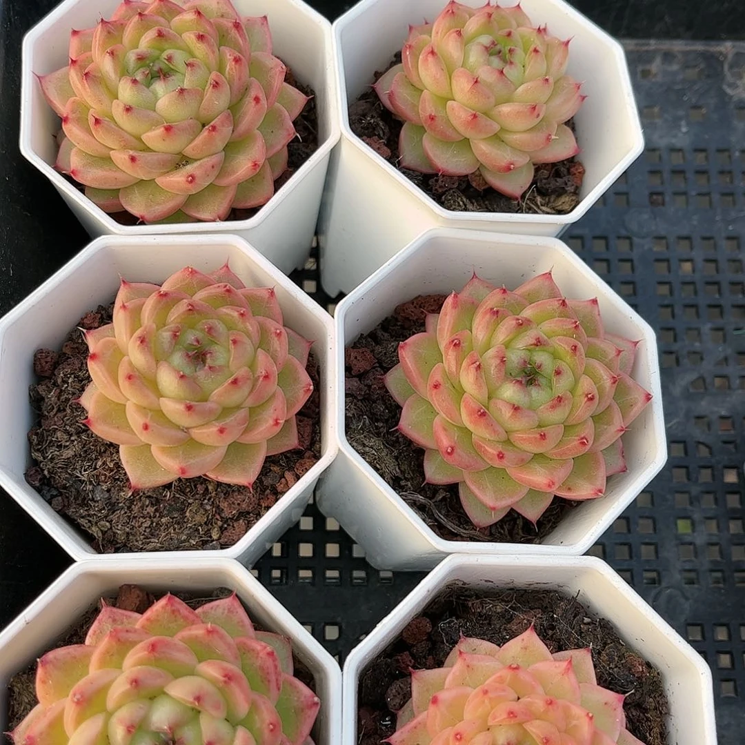 熊猫珍妮  30包邮 脱土发货