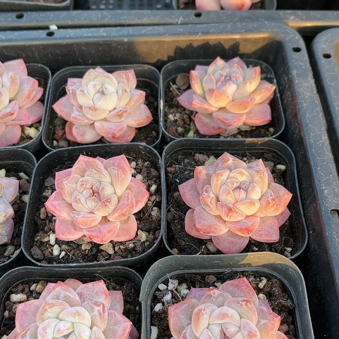 冰梦  30包邮 脱土发货偏远除外