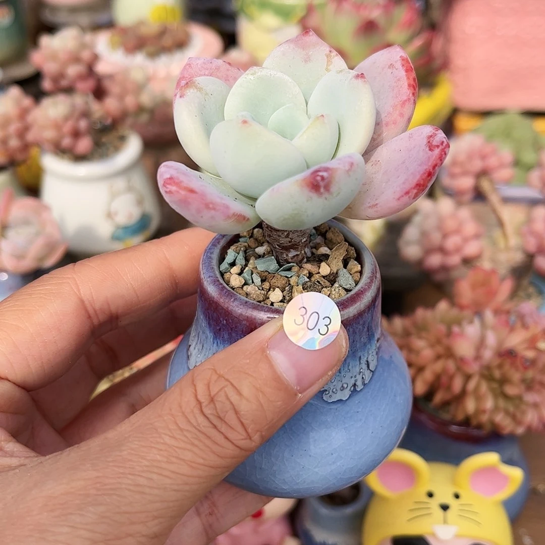 303 多肉含盆含土满30元包邮除偏远