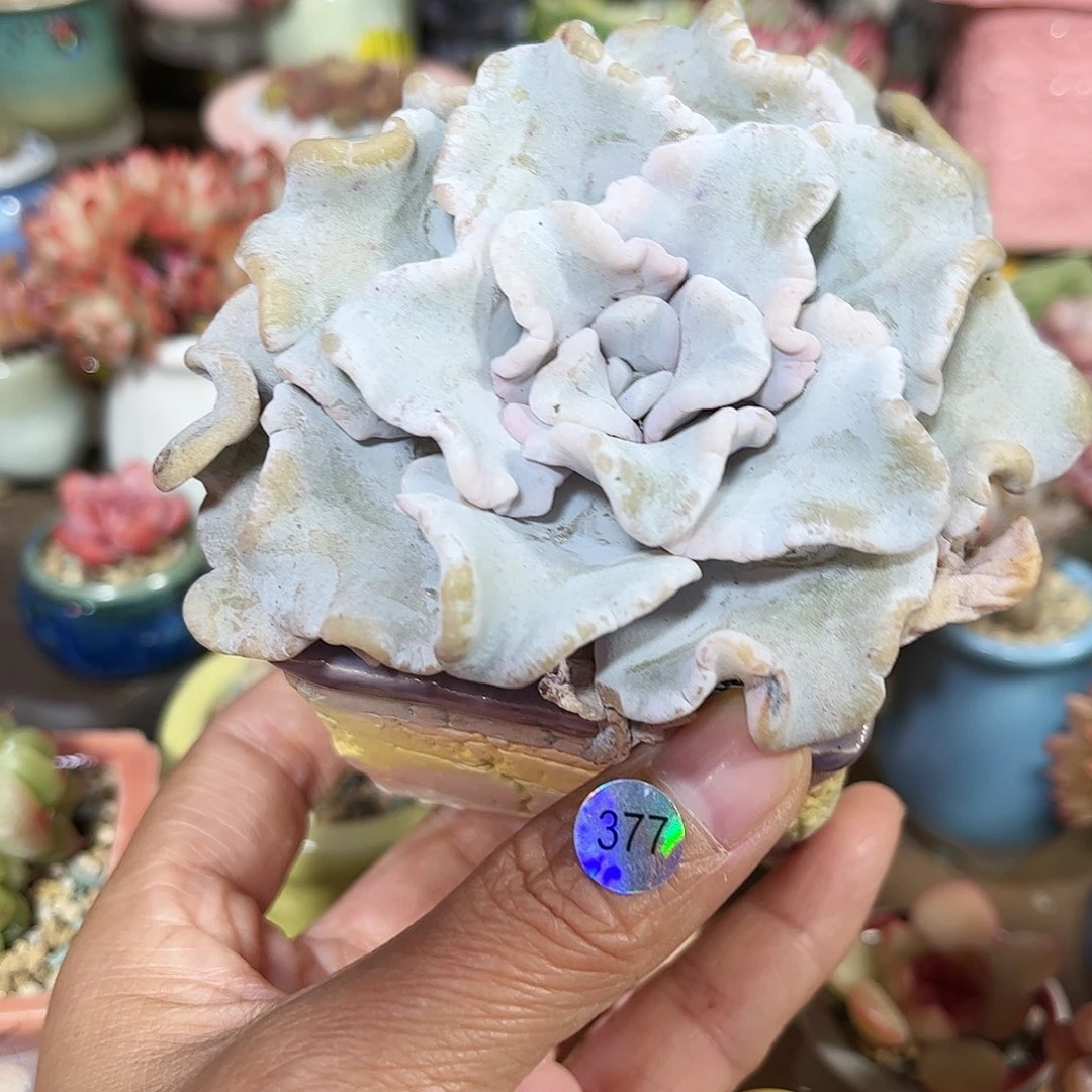 377多肉含盆含土30元包邮除偏远